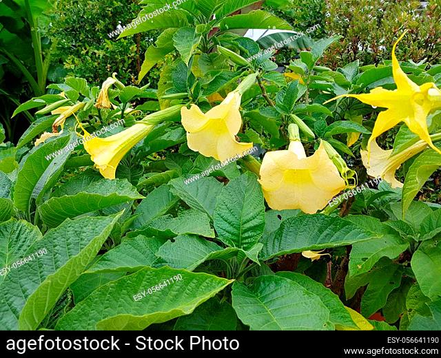 Engelstrompete, Brugmansia suaveolens, ist eine dekorative Kuebelpflanze mit schoenen gelben Blueten. Angel trumpet, Brugmansia suaveolens