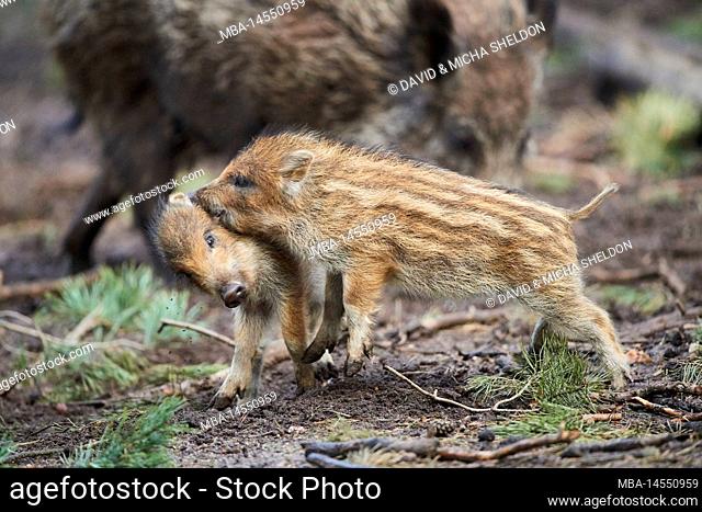 Wild boar (Sus scrofa) in a forest, freshlings, Bavaria, Germany, Europe