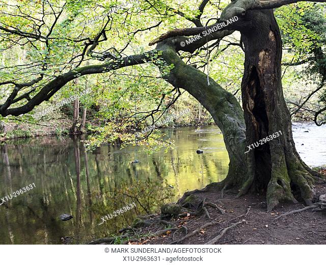 Hollow Tree by the River Nidd in Nidd Gorge Woods in Autumn Knaresborough North Yorkshire England