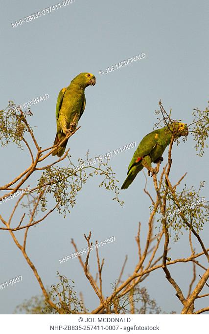 Blue-fronted Parrot, Blue-fronted Amazon, Amazona aestiva, aka Turquoise-fronted Amazon, in tree, Pantanal, Brazil, South America