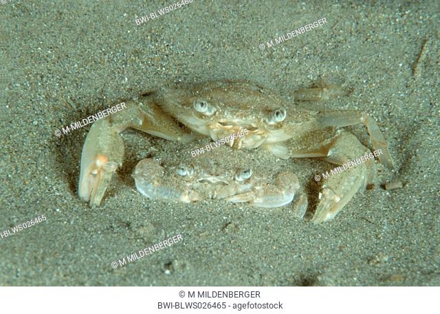 common swimming crab, flying swimming crab Portunus holsatus, Liocarcinus holsatus, Macropinus holsatus, during corpulation, Greece, Creta