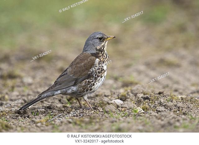 Fieldfare ( Turdus pilaris ) in its breeding dress, standing on the ground, watching attentive, detailed side view