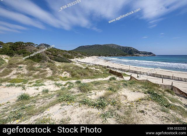 barriers to dune containment, Cala Agulla, Natural area of special interest, municipality of Capdepera, Mallorca, Balearic Islands, Spain