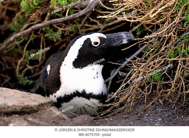 Jackass Penguin or African Penguin (Spheniscus demersus), adult, on the nest, breeding site, Stony Point, Betty's Bay, Western Cape, South Africa
