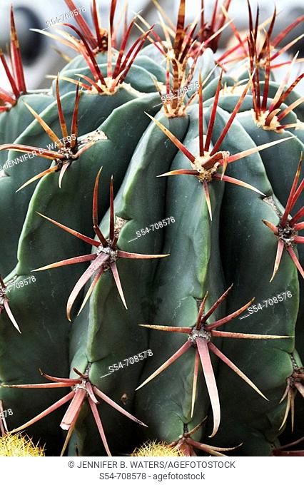 Fish-Hook Barrel cactus, native to Mexico (Ferocactus latispinus, fam. Cactaceae)
