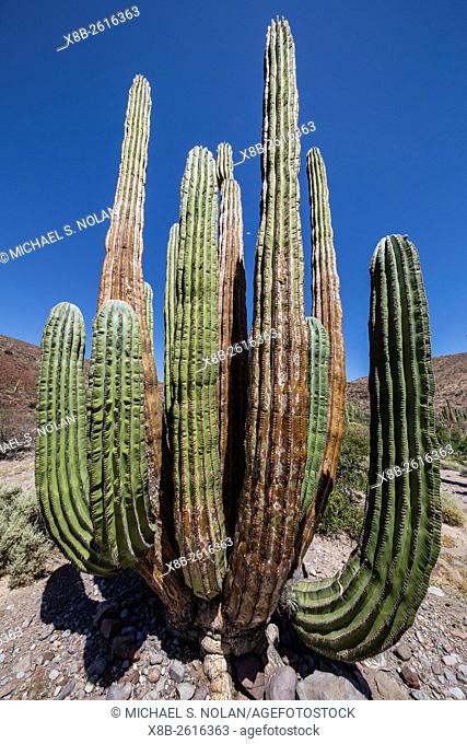 A Mexican giant cardon cactus, Pachycereus pringlei, on Isla San Esteban, Baja California, Mexico