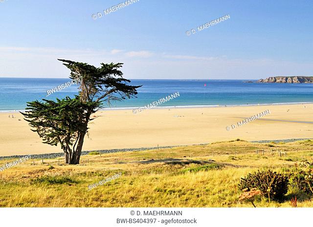 Italian cypress (Cupressus sempervirens), single bush on the beach in Brittany, France, Brittany, DÚpartement C¶tes-dÆArmor, Erquy