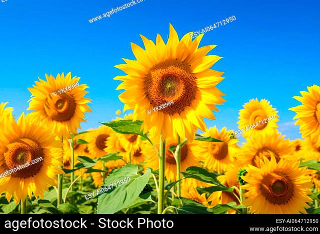 A sea of sunflowers under a clear blue sky, radiating positivity