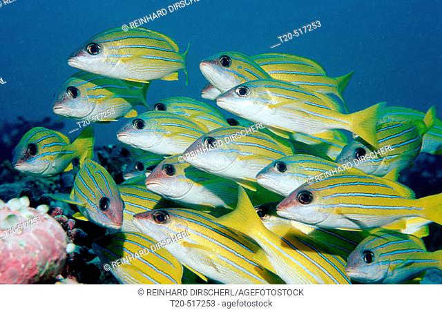 Fivelined snapper, Lutjanus quinquelineatus, Maldives Island, Indian Ocean, Ari Atol, Maayafushi