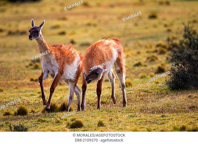 Chile, Patagonia, Magellan Region, Torres del Paine National Park, Guanaco (Lama guanicoe) , fight