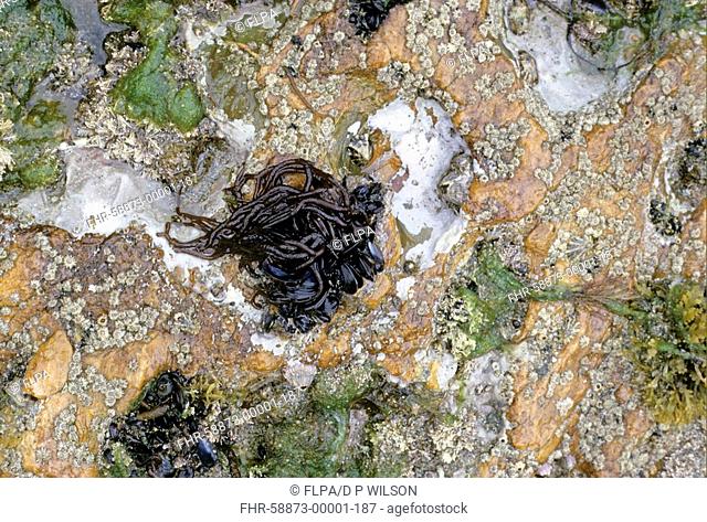 Sea-noodle Nemalion elminthoides growing on mussels on rock with other organisms, Cornwall, England