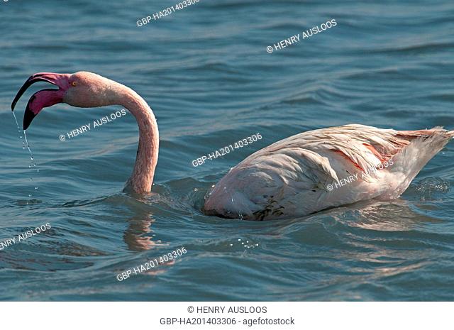 France, Camargue, Greater Flamingo, Phoenicopterus roseus, 03/05/2011