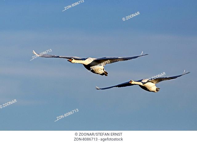 Zwei Höckerschwäne im Flug, Mecklenburg Vorpommern, Deutschland, Europa / Two mute Swans flying, Mecklenburg-Western Pomerania, Germany, Europe / Cygnus olor