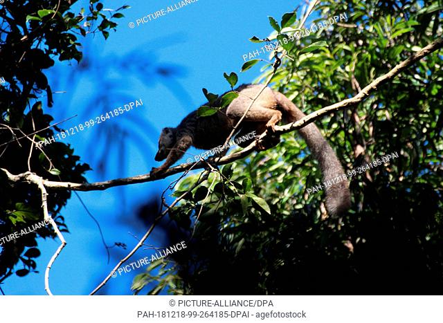 27 August 2018, Madagascar, -: A lemur of the species Rotstirnmaki (Eulemur rufifrons) runs on a branch in the Ranomafana National Park in southeast Madagascar...