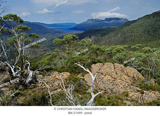 The Labyrinth near Pine Valley on Overland Track in Cradle Mountain Lake St Clair Nationalpark Tasmania Australia