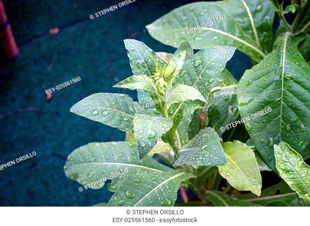 Jasmine tobacco plant in the rain showing new flower buds beginning to grow. Also known as Aztec tobacco and Nicotiana alata