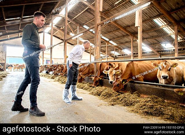 14 September 2023, Bremen: German Chancellor Olaf Scholz (r, SPD) tours farmer Max Sündermann's cowshed on the organic farm alongside him