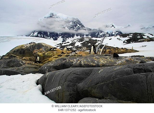 Gentoo Penguins nesting near Port Lockroy Station, Antarctica
