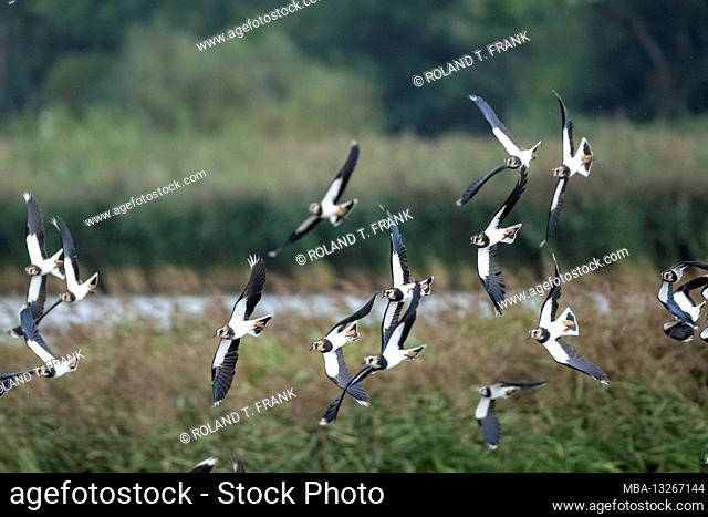 Germany, Lower Saxony, East Frisia, Lapwing (Vanellus vanellus), in the nature reserve Leyhörn near Greetsiel