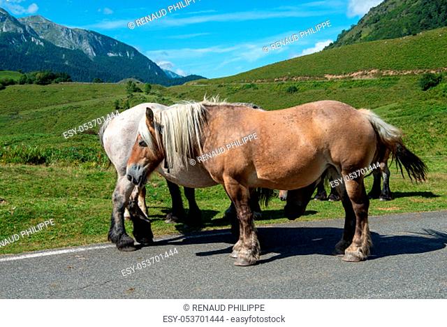 horses grazing in plateau du Benou in the french Pyrenees