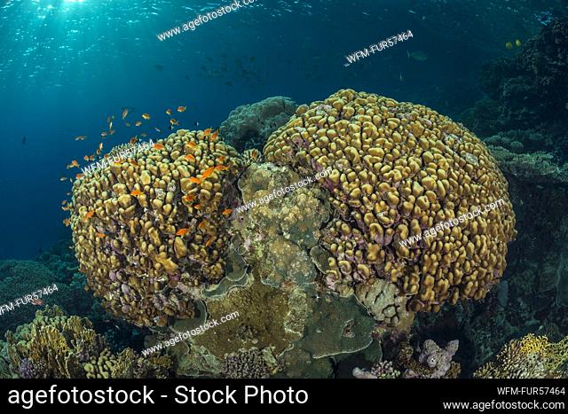 Healthy Coral Reef, Marsa Alam, Red Sea, Egypt
