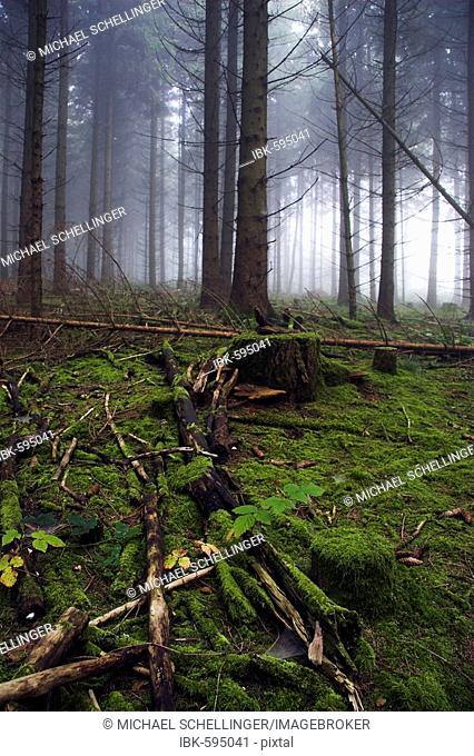 Misty fir forest, Hegau, County Konstanz, Baden-Wuerttemberg, Germany, Europe