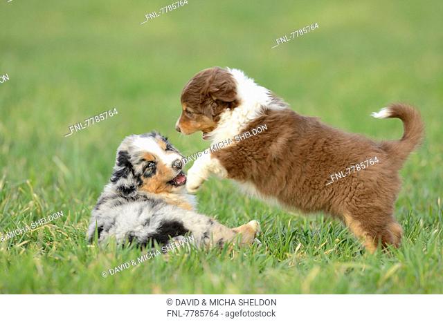Headline: Two Australian sheperd puppies on a meadow, Bavaria, Germany, Europe
