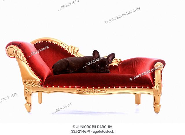 French Bulldog. Puppy (12 weeks old) lying on a chaise longue. Studio picture against a white background. Germany