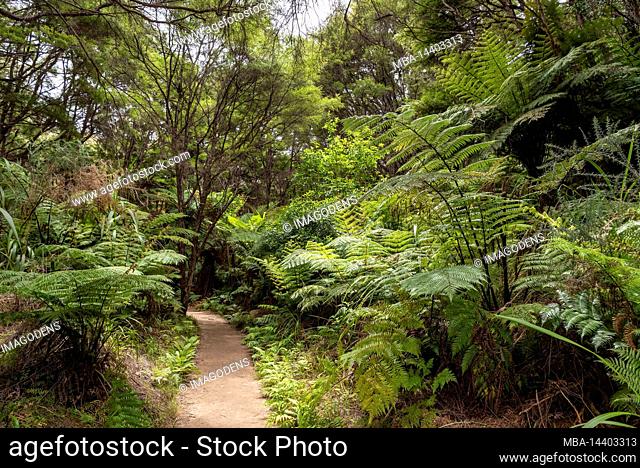 Abel Tasman Coast Track leading through tropic jungle, New Zealand