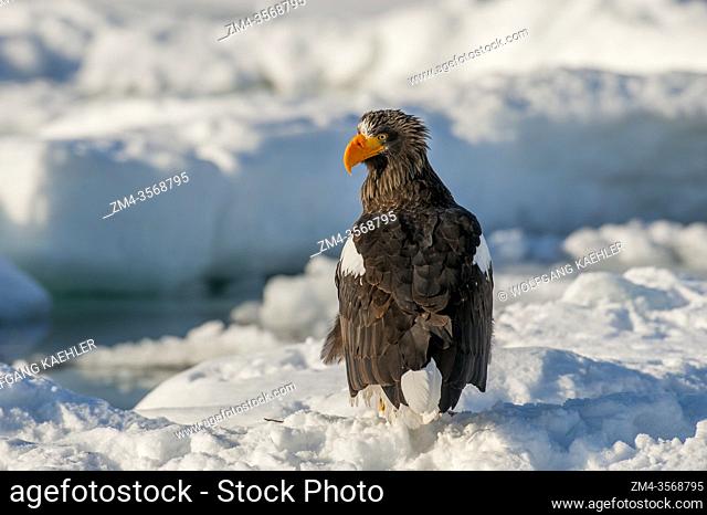 A Stellers sea eagle (Haliaeetus pelagicus) is sitting on the pack ice offshore the small town of Rausu, which is located on the east end of the Shiretoko...