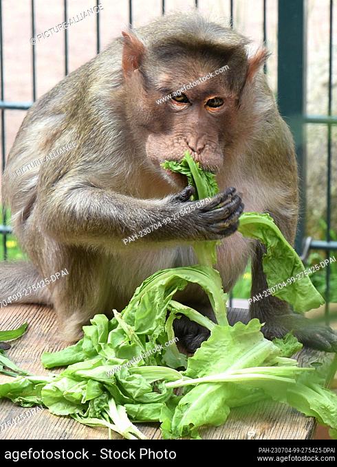 30 de junio de 2023, Sajonia, Eilenburg: El mono de sombrero de 31 años Bino se sienta con su ensalada favorita en su recinto adecuado para la edad en el...
