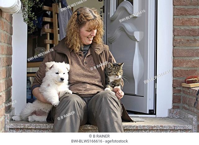 Berger Blanc Suisse Canis lupus f. familiaris, woman sitting in front of an open dor with a whelp and a cat