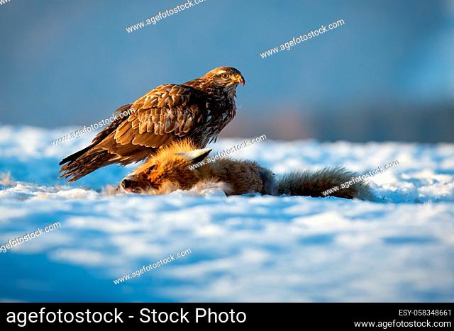 Common buzzard, buteo buteo, sitting on snow in wintertime nature. Bird of prey standing next to dead fox
