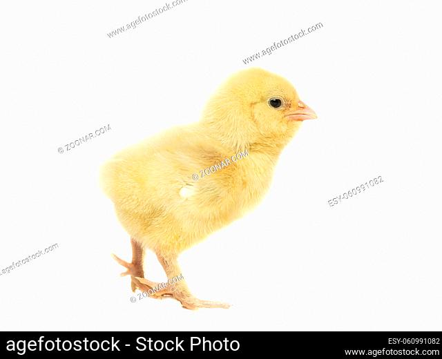 Cute yellow young chicken seen from the side isolated on a white background