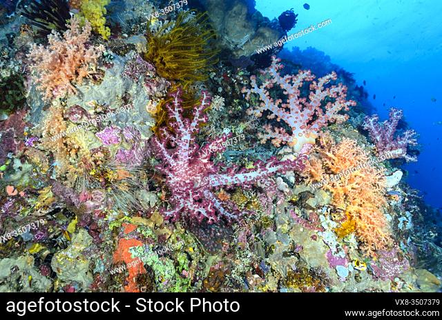 Coral reef with Tree Corals, Dendronephthya and Scleronephthya sp. , Lembeh Strait, North Sulawesi, Indonesia, Pacific
