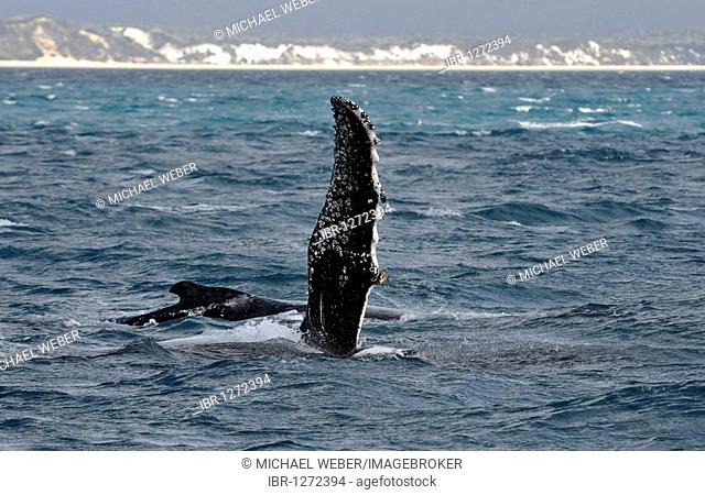 Species-specific pec slap, slap with the pectoral fin, of a Humpback Whale (Megaptera novaeangliae) in front of Fraser Island, Hervey Bay, Queensland, Australia