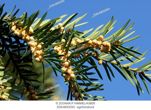 Taxus baccata, Yew, male flowers