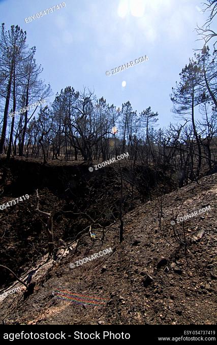 Landscape view of a burned forest, victim of a recent fire