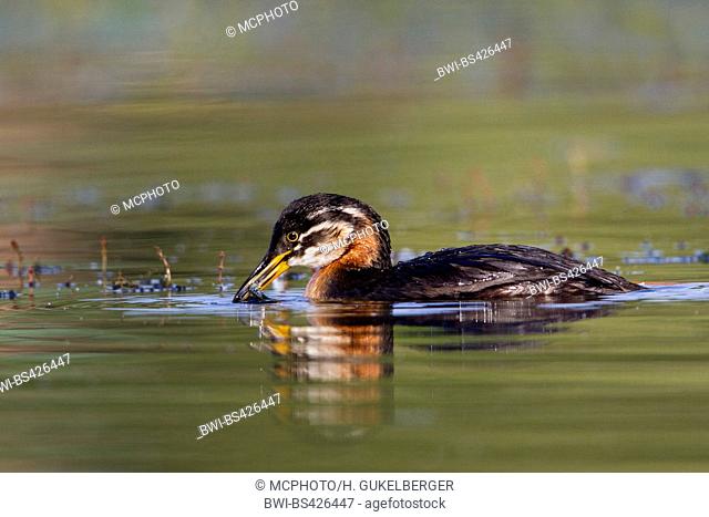 red-necked grebe (Podiceps grisegena), swimming young bird with captured stickleback in the bill, side view, Germany