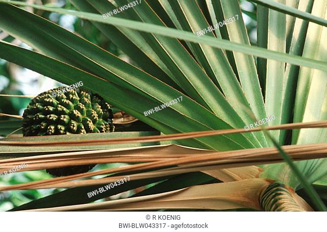 pahong, screw pine Pandanus utilis, leaf and infrutescence