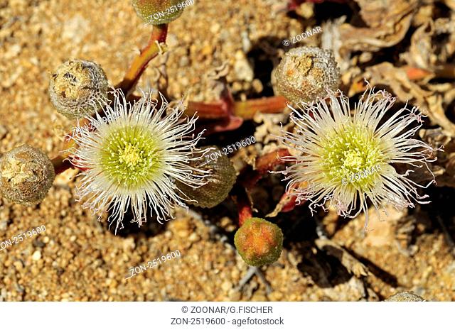 Blühende Mesmbryanthemum sp., im Habitat, ice plant, Aizoaceae, Mesembs, Goegap Naturreservat, Namakwaland, Südafrika / Blooming Mesmbryanthemum sp