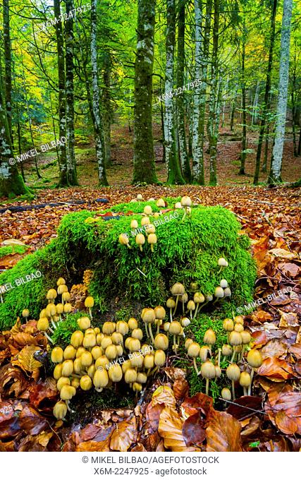 Collybia confluens mushrooms. Irati Forest. Navarre, Spain. Europe