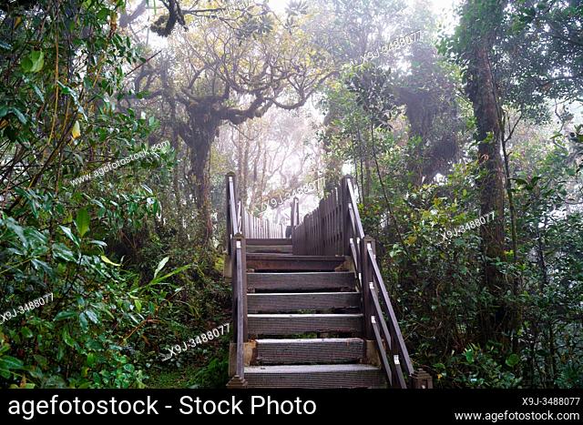 Mossy Forest, Cameran Heightland, Malaysia