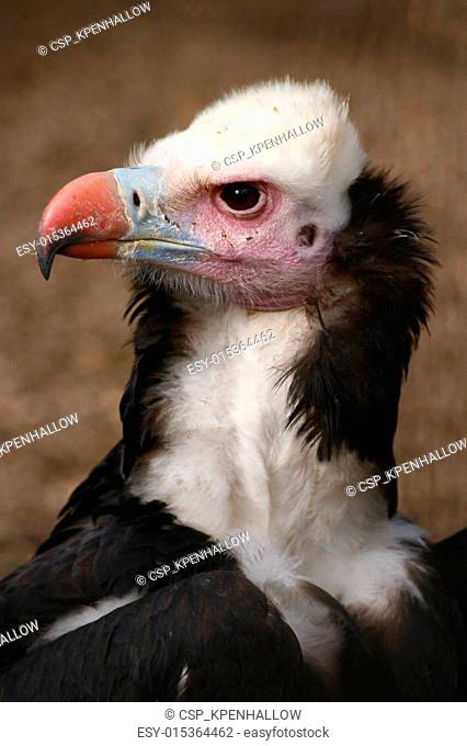 Vulture (1647)
