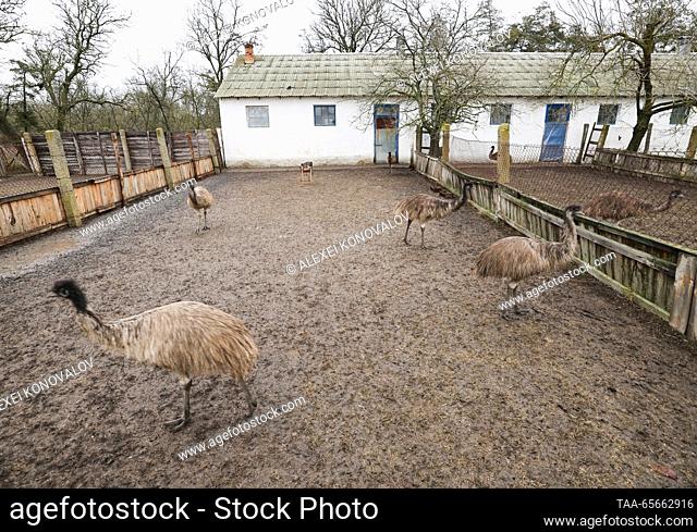 RUSSIA, KHERSON REGION - DECEMBER 11, 2023: Emus in the Askania Nova biosphere reserve. With a total area of 33, 307 hectares, of which more than 11