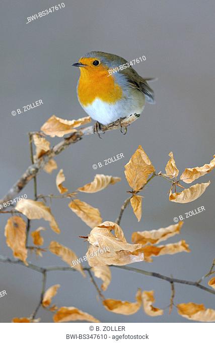 European robin (Erithacus rubecula), in winter on its lookout, beech branch with autumn foliage, Germany, Baden-Wuerttemberg