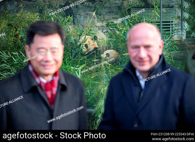 08 December 2023, Berlin: Pandas Paule (l) and Pit sit in their enclosure during a farewell ceremony for panda bears Pit and Paule at Zoo Berlin