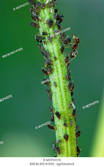 black ant, common black ant, garden ant Lasius niger, ants miling greenflies