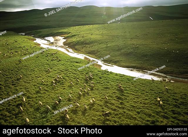 Caribou herd (Rangifer tarandus) meanders across the North Slope's Cape Sabine; Cape Sabine, North Slope, Alaska, United States of America