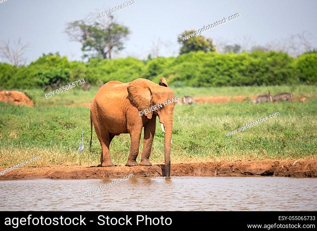 A red elephant is drinking water from the waterhole